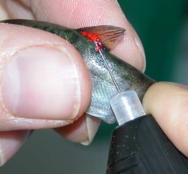 魚類螢光標記試劑 (VIE標籤) VISIBLE IMPLANT ELASTOMER TAGS
