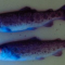 魚類螢光標記試劑 (VIE標籤) VISIBLE IMPLANT ELASTOMER TAGS